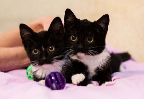 Маркизные ласковые котята в добрые руки