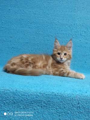 Котики мей-кун из питомника в Владимире фото 25