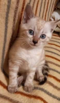 Котята бенгальские