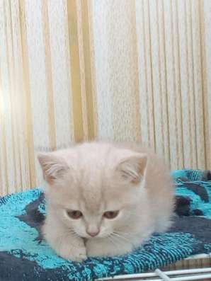 Продам шотландского котёнка в Челябинске фото 5