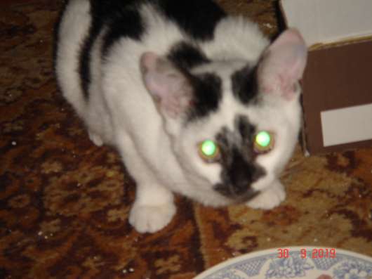 Отдам котят в хорошие руки
