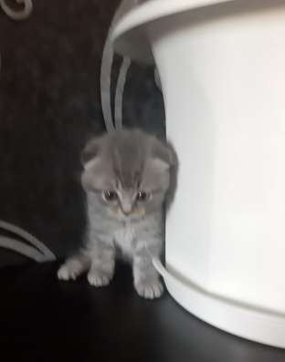 Шотландские котята фото 4