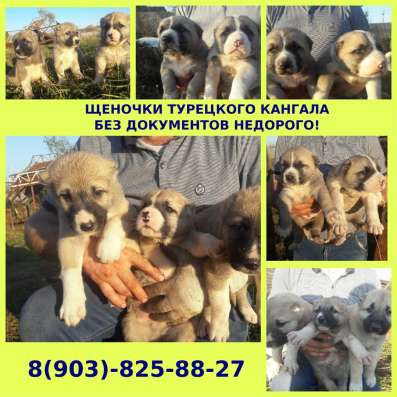 Турецкие кангалы щенки