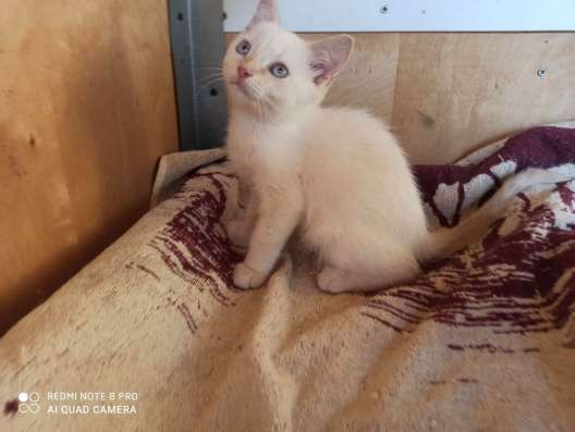 Красивый котенок ищет новый дом