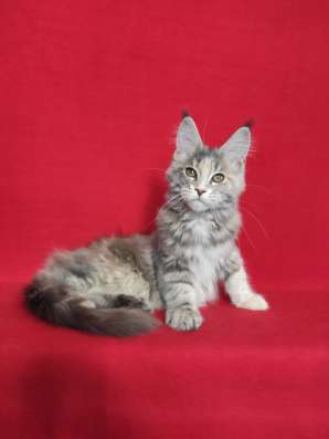 Котики мей-кун из питомника в Владимире фото 10