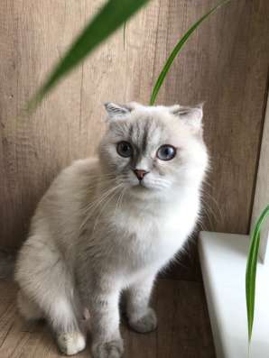 Клубный шотландский котёнок в Ставрополе фото 3