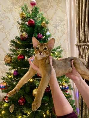 Абиссинский котёнок