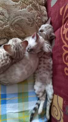 Котята бенгальские фото 5