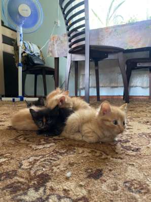 Отдам котят в добрый руки в Шелехове