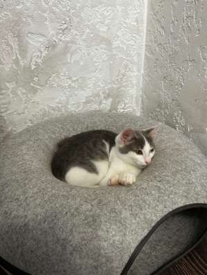 Котенок ищет любящих хозяев