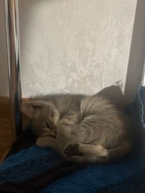 Котенок в добрые руки в Воронеже фото 3