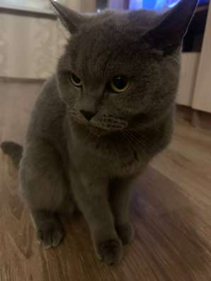 Отдам кошку в добрые руки!!!