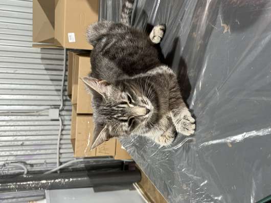Котята и кошечка в добрые руки ?