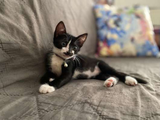 Черные котята-малыши ищут дом в Санкт-Петербурге фото 4