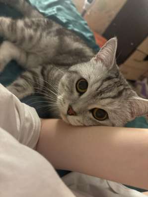 Отдаем кота в добрые руки