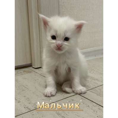 Котята мейн кун в Красногорске фото 13
