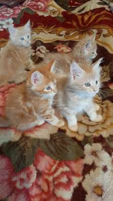 Котята Мейн-кун в Тольятти фото 13