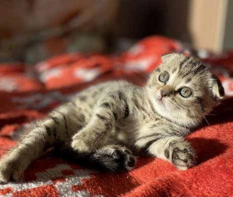 Шотландская кошка в Челябинске