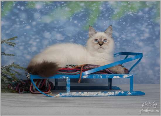 Котёнок Невский Маскарадный в Домодедове фото 3