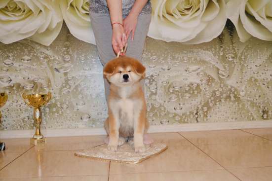 Akita Sale
