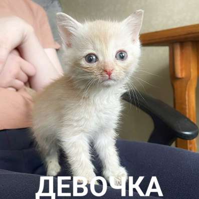 Котята не мусор! в Москве фото 7