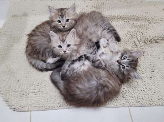 Сибирские котята в Волгограде