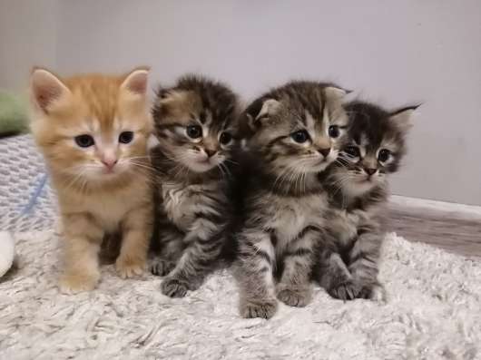 Котята шотландцы