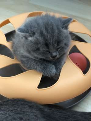Котятам новый дом фото 3