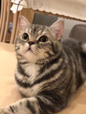 Шотландские котята в Москве