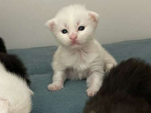 Котята мейн кун в Красногорске фото 22