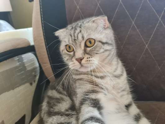 Кошку отдам бесплатно в Балашихе