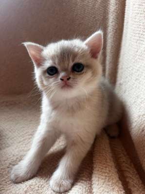 Котята золотая шиншилла