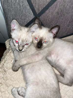 Сиамские котята