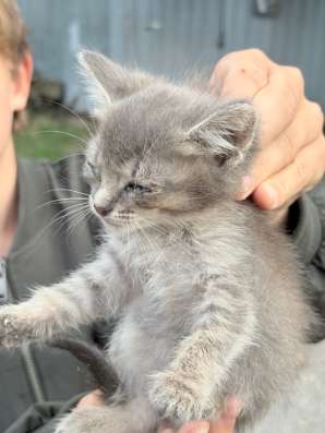 Котята в добрые руки в Тольятти фото 4