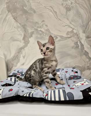 Бенгальские котята редкого окраса фото 4