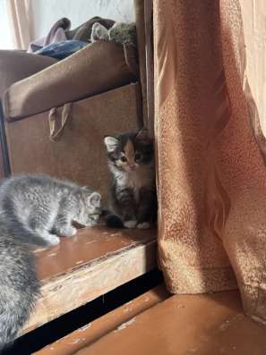 Котята в добрые руки. Бесплатно в Прокопьевске