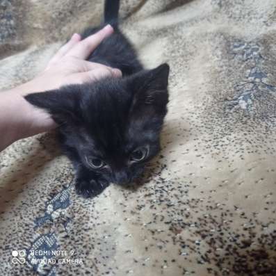 Отдам котенка в добрые руки фото 3