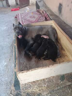 Продам щенков Кане Корсо фото 5