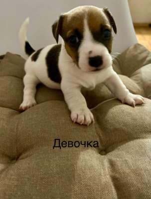 Продам щенят