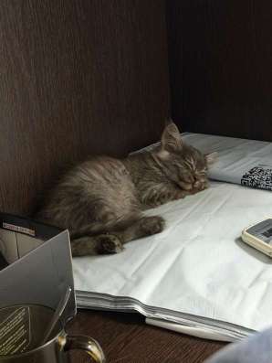 Котенок в добрые руки в Волгограде фото 3