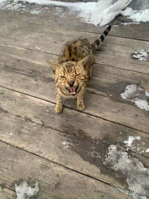 Отдам кота в хорошие