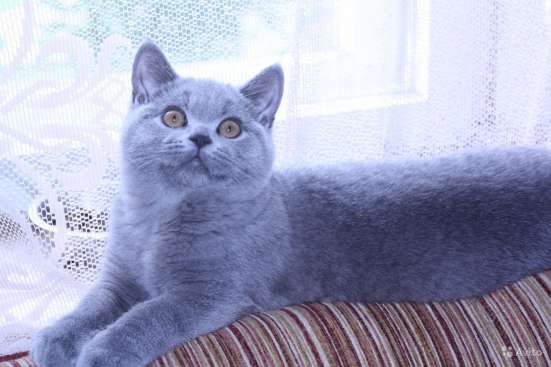 Красивый британский котик