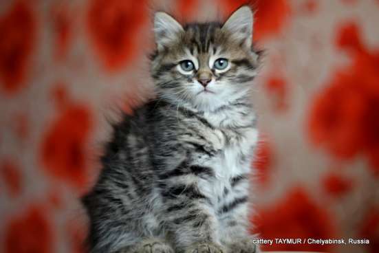 Сибирский котенок из питомника в Челябинске фото 10