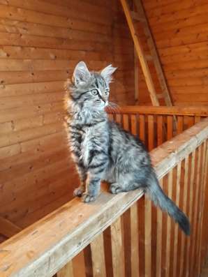 Котенок ищет дом