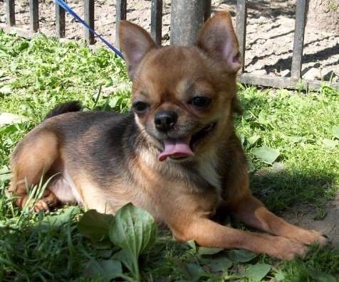 Чихуахуа для вязки