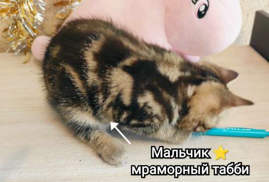 Шотландские котята