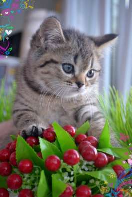 Британские котята