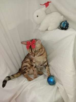 Бенгальские котята из питомника в Челябинске фото 6