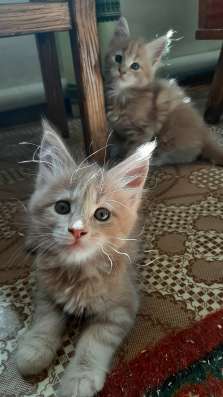 Котята Мейн-кун в Тольятти фото 10