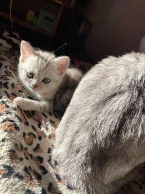Шотландские котята в Челябинске
